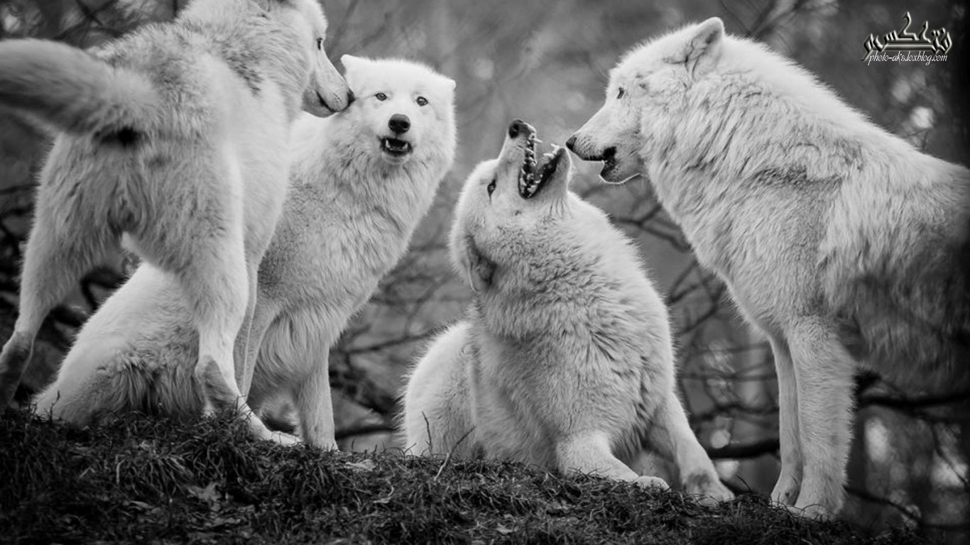 تصویر زیبا از گرگ ها