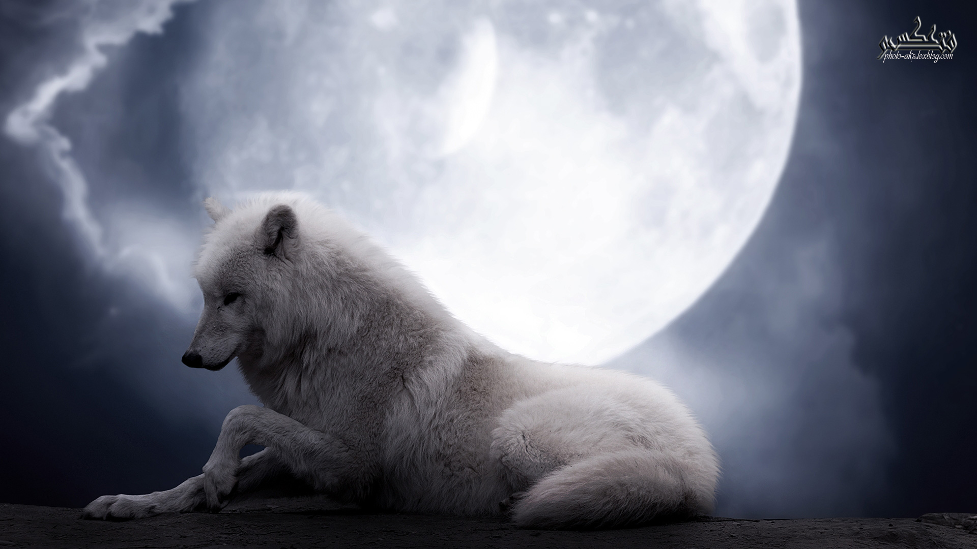 ماه و گرگ سفید