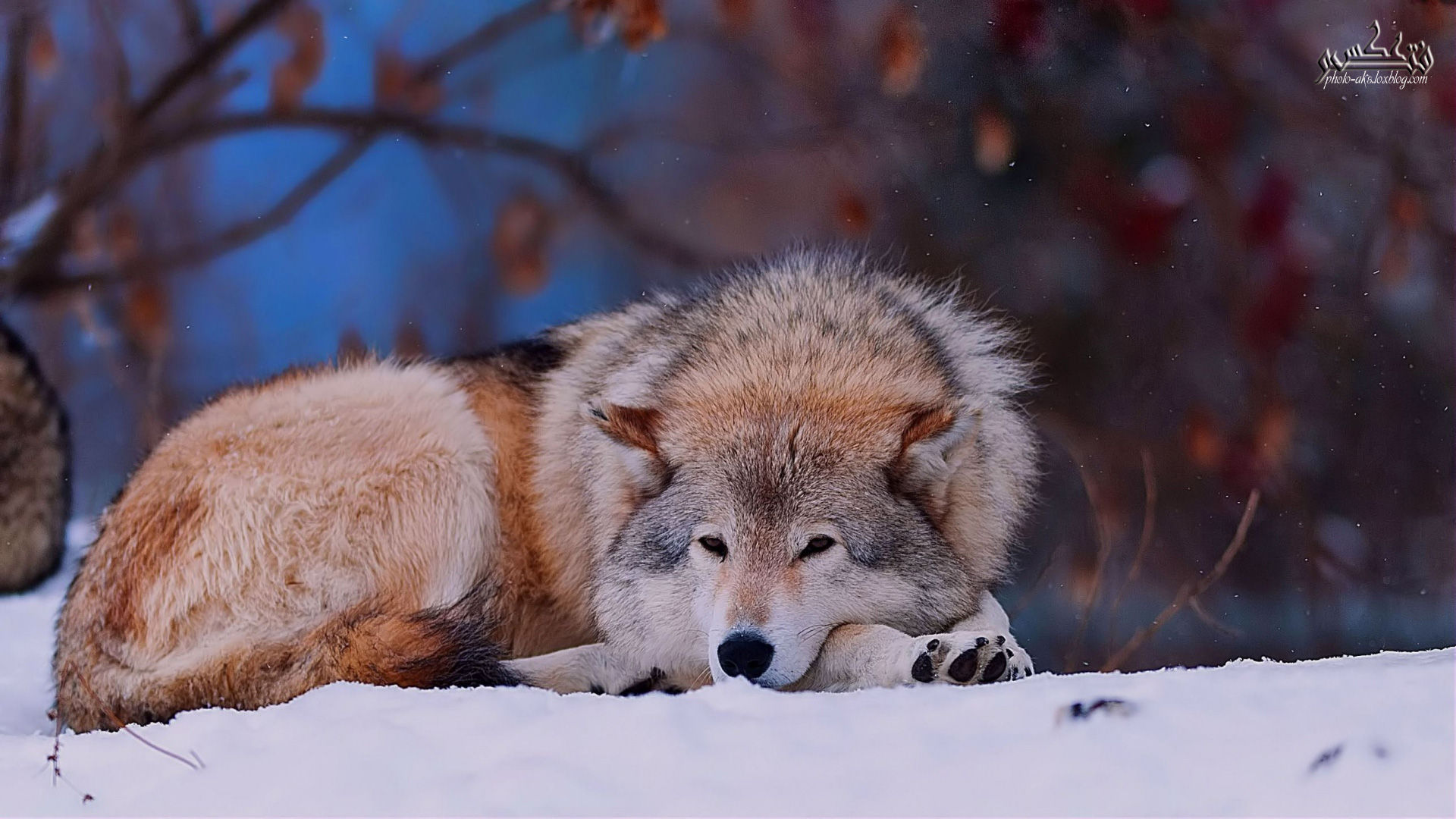 گرگ دراز کشیده در برف