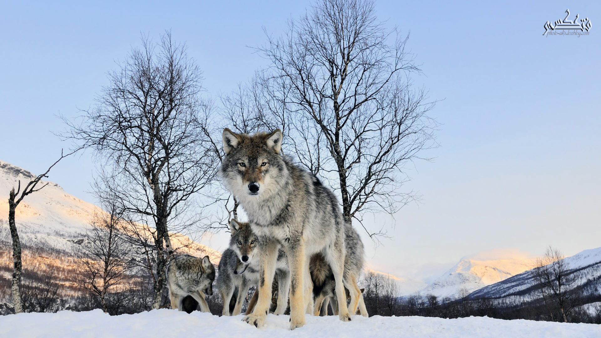راه رفتن گله گرگ در برف زمستان