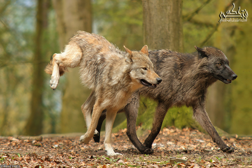 حمله گرگ