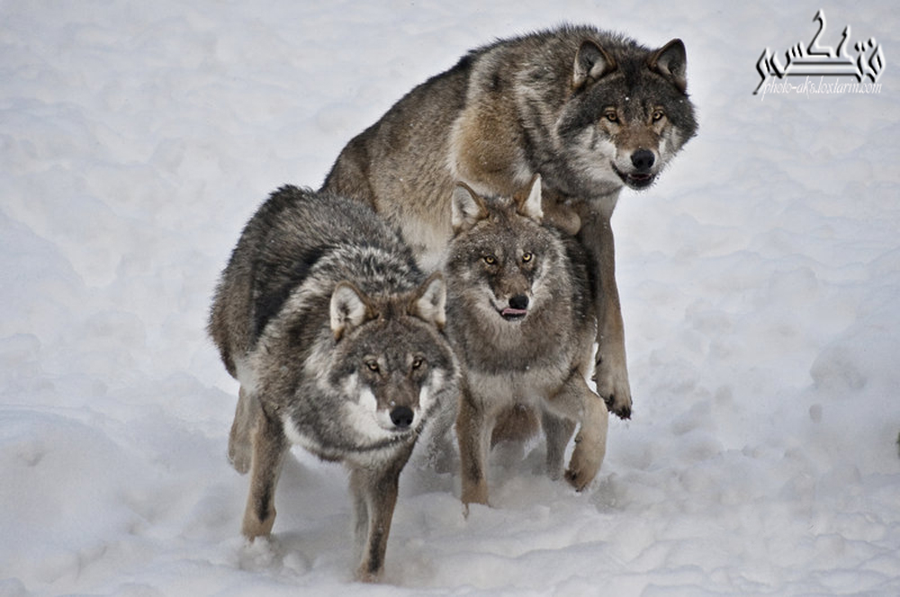 باند هیجان زده گرگها