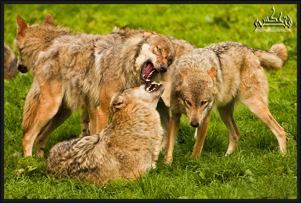 گروه هیجان زده گرگها