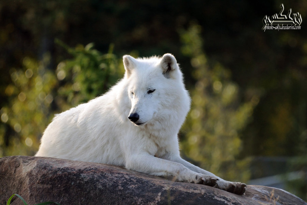 گرگ سفید